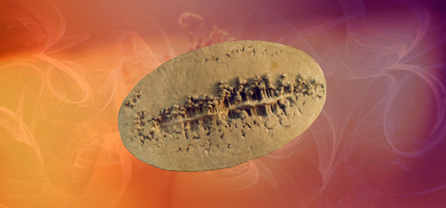 Shanoo Singh Sculptures Siporex Terracotta Ceramix